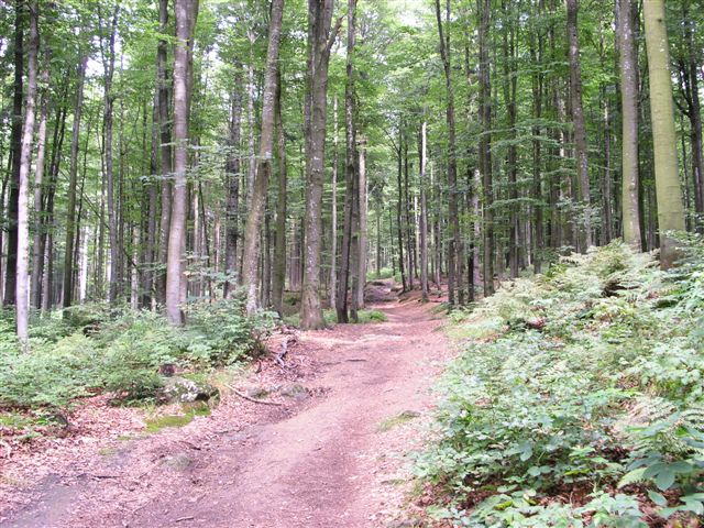 Bild-17.jpg (117 kBytes)